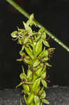 Waterspider bog orchid